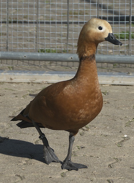 株有关